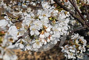 Flowers of the cherry blossoms on a spring day. Beautiful floral image of spring nature panoramic view