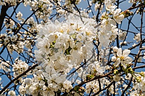 Flowers of the cherry blossoms on a spring day. Beautiful floral image of spring nature panoramic view