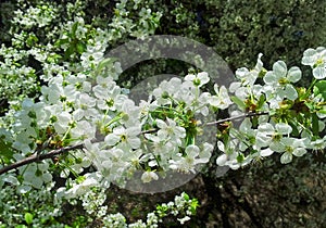 Flowers of the cherry blossoms on a spring day