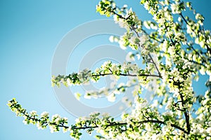 Flowers of the cherry blossoms on a spring day