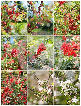 Flowers of the cherry blossoms on a spring day. Spring blooming cherry flowers branches. Blooming spring branches