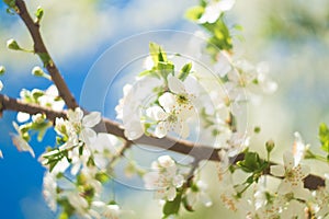 Flowers of the cherry blossoms on a spring day