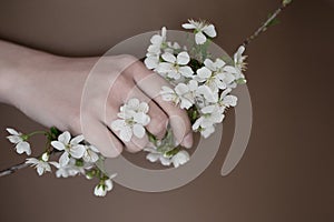 Flowers of cherry in hands