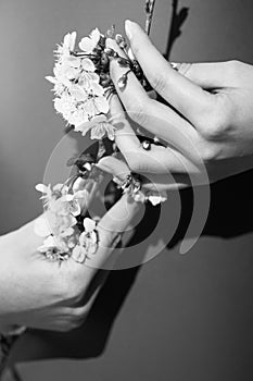 Flowers of cherry in maiden hands