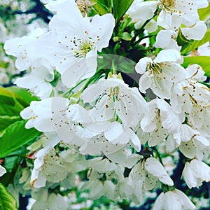 Flowers from cherry tree in spring time