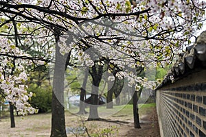 Flowers of cherry trees blossom during spring near traditional wall.