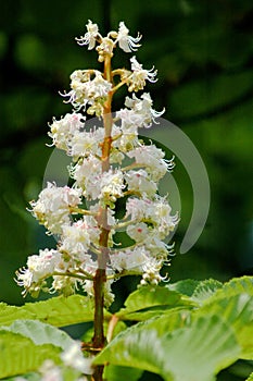 Flowers of a chestnut tree