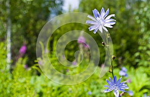 Flowers chicory