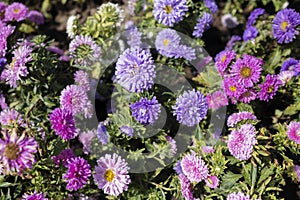 Flowers of China Aster, Annual Aster Callistephus chinensis Nees.