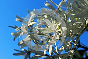 Flowers of Chinese fringetree, Chionanthus retusus photo