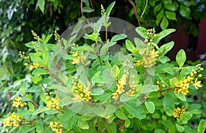 Flowers of Chinese Perfume Plant in The Garden