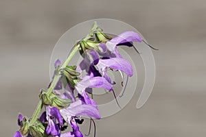 Flowers of a Chinese sage, Salvia miltiorrhiza