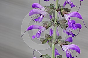 Flowers of a Chinese sage, Salvia miltiorrhiza