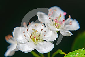 Flowers chokeberry