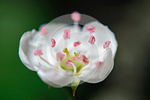 Flowers chokeberry