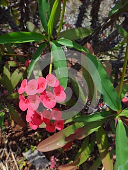 Flowers of the christ plant