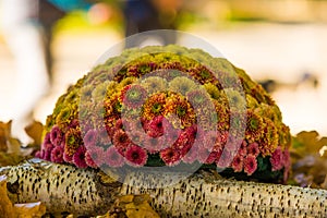 Flowers during chrysantenum autumn festival