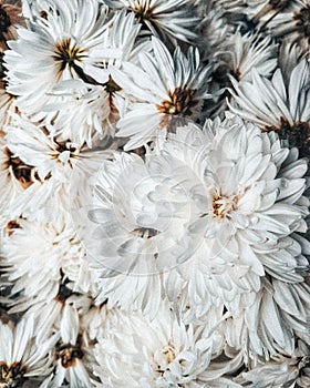 Flowers chrysanthemums, close up, retro