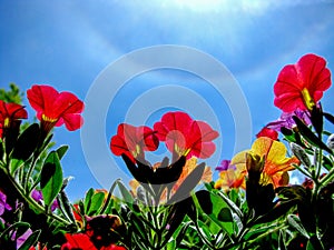 Flowers with circular rainbow
