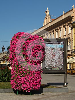 Flowers and city map in Novi Sad, Vojvodina, Serbia