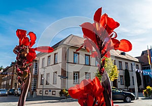 Flowers in the city. Urban infrastructure. Flower bed. Red flower against the blue sky. Beautiful, vibrant colors. Beautiful autum
