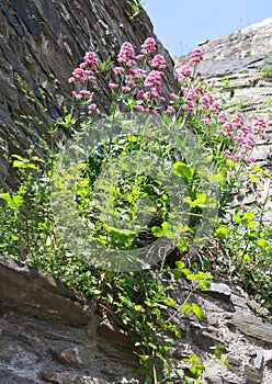 Flowers in the city wall.