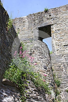 Flowers in the city wall.