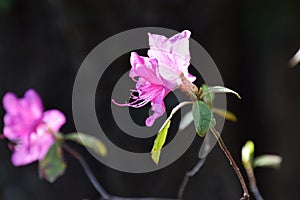 Flowers of Clammy goosefoot