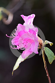 Flowers of Clammy goosefoot