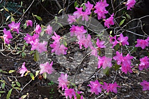 Flowers of Clammy goosefoot