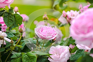 Flowers Of Classification Roses In Garden In Summer Close Up