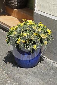 Flowers in a clay flowerpot standing on the street