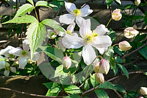 Flowers of Clematis montana growing along a fence