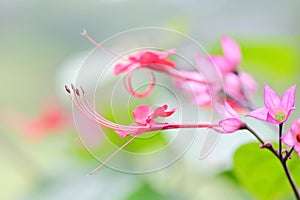 The flowers of Clerodendrum speciosum