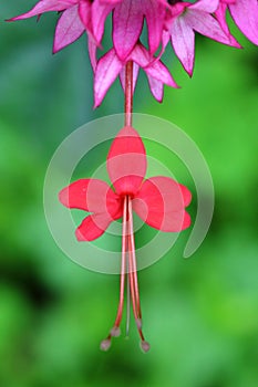 The flowers of Clerodendrum speciosum