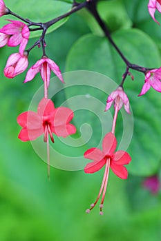 The flowers of Clerodendrum speciosum