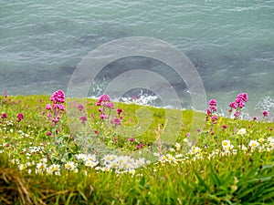 Flowers at cliff at Durdle door