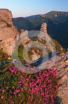 Flowers on the cliff in the mountains