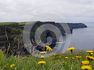 Flowers at Cliffs of Moher, Ireland