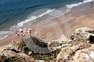 Flowers on the cliffs, sea in the background