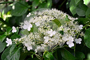 Flowers of climbing hydrangea in the garden close-up.