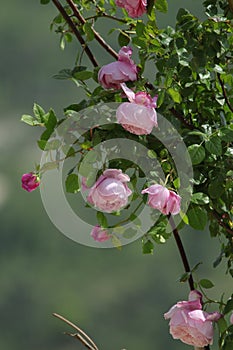 The flowers of the Climbing Roses are in full bloom