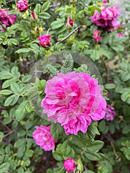 The flowers of the Climbing Roses are in full bloom
