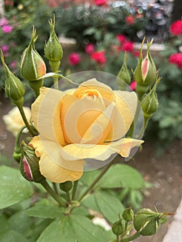 The flowers of the Climbing Roses are in full bloom