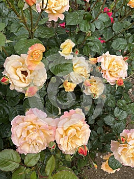 The flowers of the Climbing Roses are in full bloom