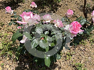 The flowers of the Climbing Roses are in full bloom