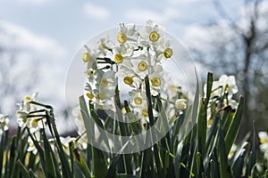 Flowers: Close up of backlit, small, white Japanese Daffodils. 43