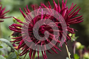 Flowers: Close up of a dark burgundy red Cactus Dahlia `Nuit d`Ete`. 1 photo