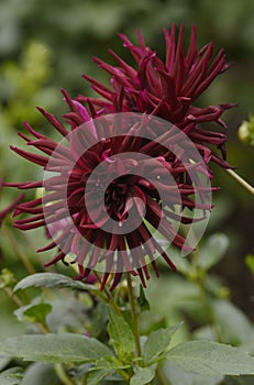 Flowers: Close up of a dark burgundy red Cactus Dahlia `Nuit d`Ete`. 2 photo