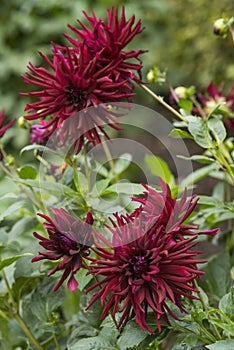 Flowers: Close up of a dark burgundy red Cactus Dahlia `Nuit d`Ete`. 3 photo